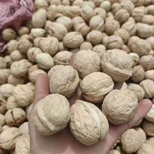 乌鲁木齐核桃