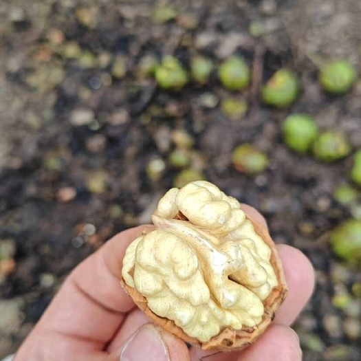 汉源县核桃