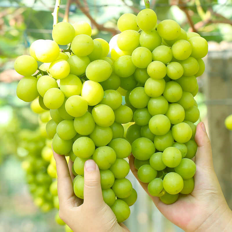 阳光玫瑰整串梦幻晴王葡萄青提无籽提子应季新鲜水果批发