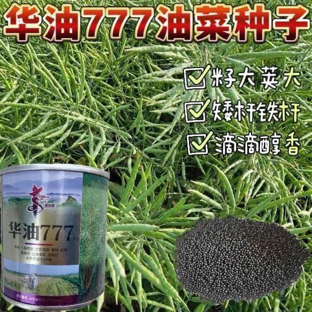 华油999油菜籽种子 华油777油菜种子 华油567油菜种子