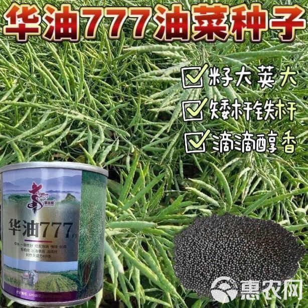 华油999油菜籽种子 华油777油菜种子 华油567油菜种子