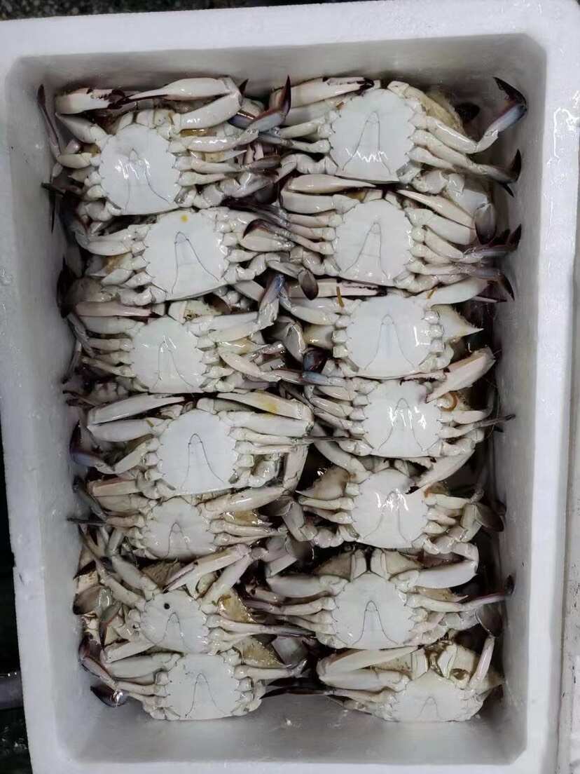 高品质排箱冷冻梭子蟹