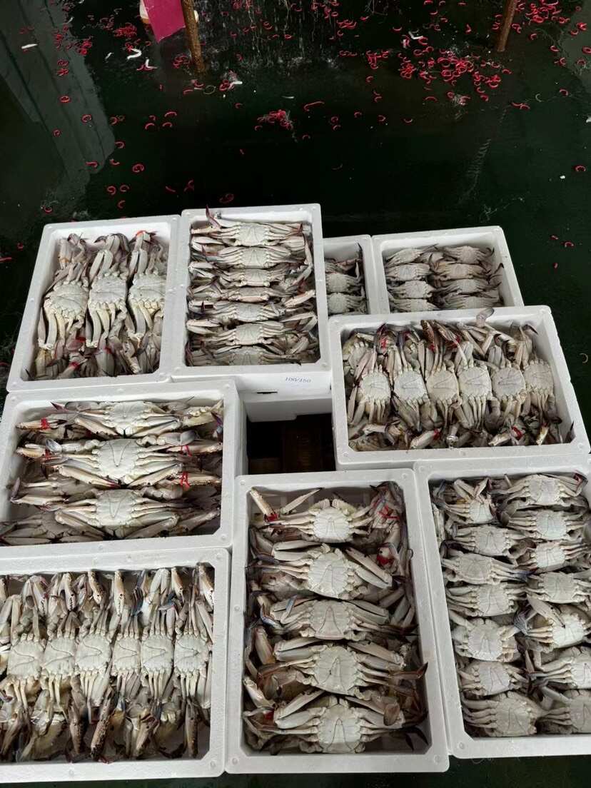 高品质排箱冷冻梭子蟹
