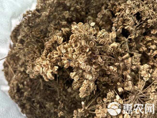 白芷种子