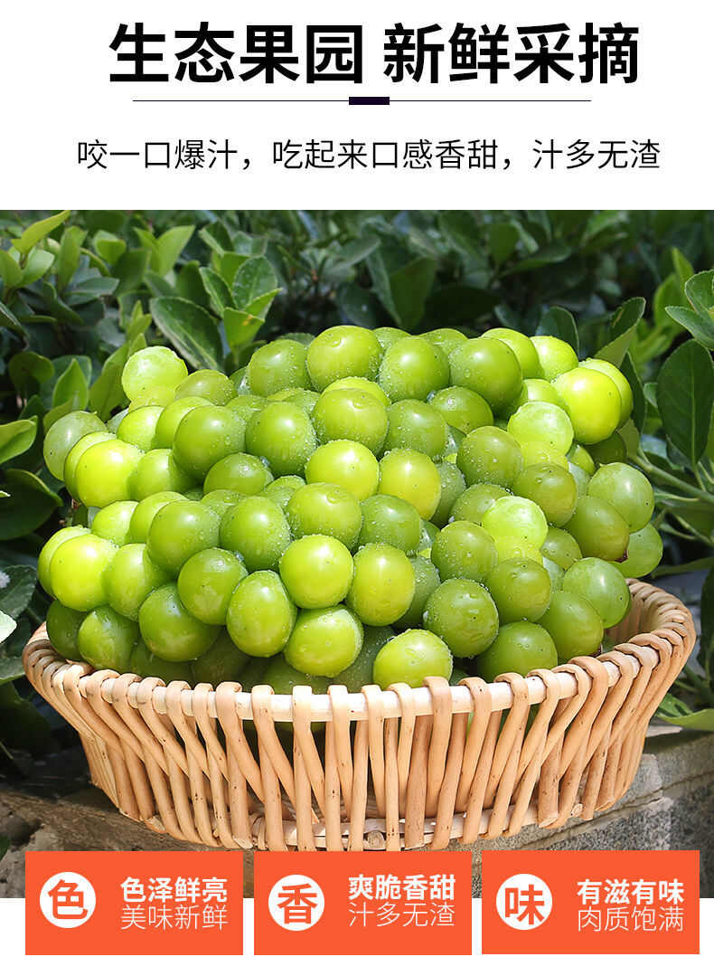 阳光玫瑰整串梦幻晴王葡萄青提无籽提子应季新鲜水果批发