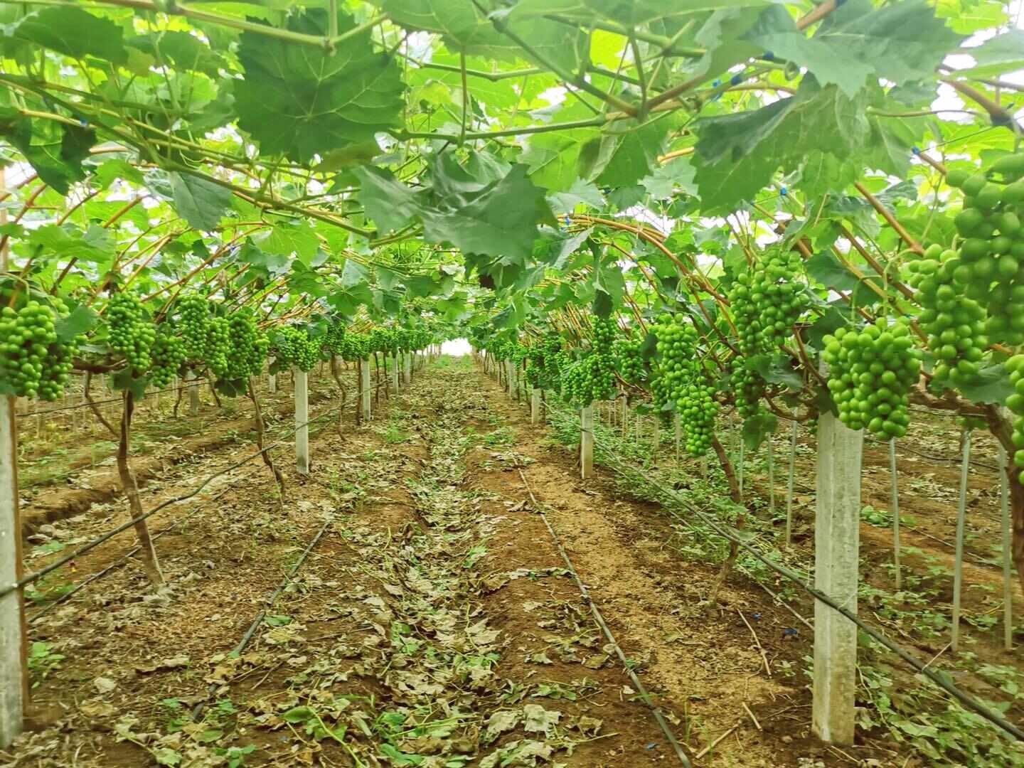 阳光玫瑰整串梦幻晴王葡萄青提无籽提子应季新鲜水果批发