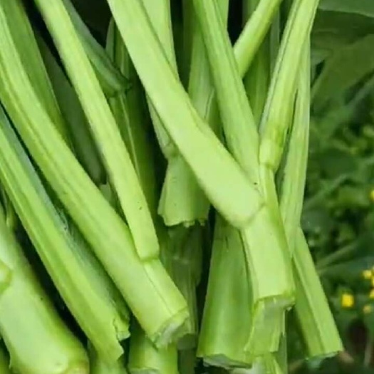 板蓝根菜苔