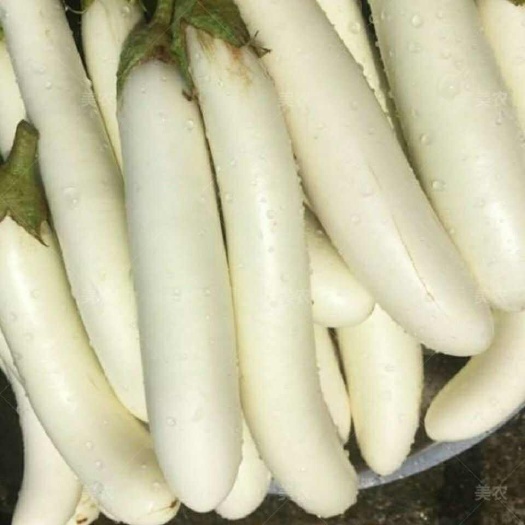 长白茄种子农家特色白长茄子种孑白皮茄子籽盆栽蔬菜种孑