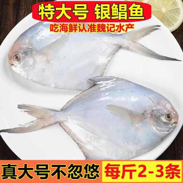 【国产海鲜】银鲳鱼海捕白鲳鱼平鱼扁鱼新鲜冷冻海鲜水产批发