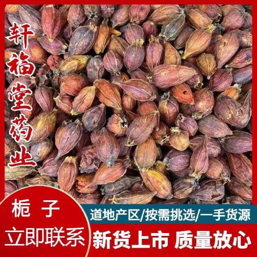 【栀子】产地江西 实物拍摄一手货源大货供应规格齐全量大优惠