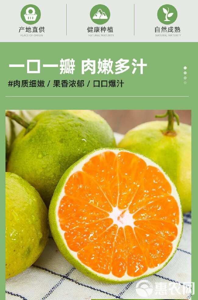 四川无籽蜜橘新鲜采摘电商一件代发现摘现发