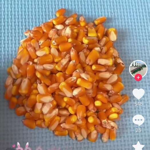 襄樊求购湿玉米
