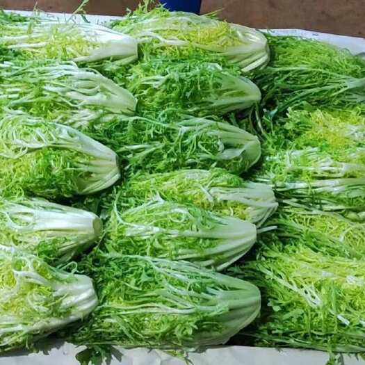 昆明苦菊