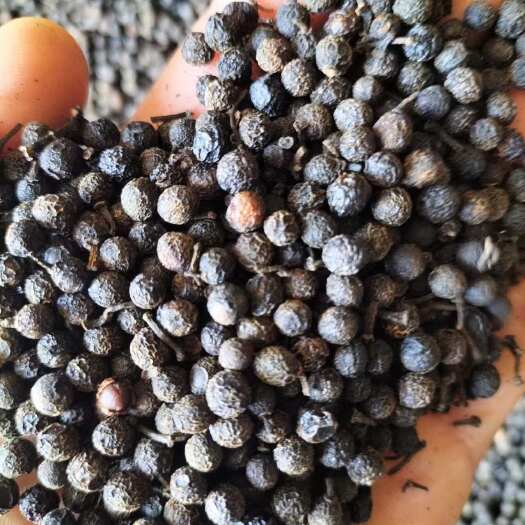 福鼎市大量供应福鼎本地毕澄茄、山胡椒、木姜子、山苍子干货