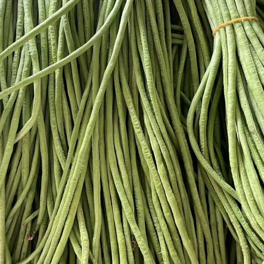 昌宁县豇豆大量上市，泡菜货、市场货均可以供应，还可提供发票、冷库