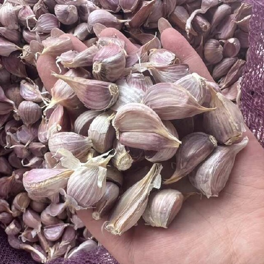 金乡县红根蒜苗蒜瓣，蒜苗蒜苔种植