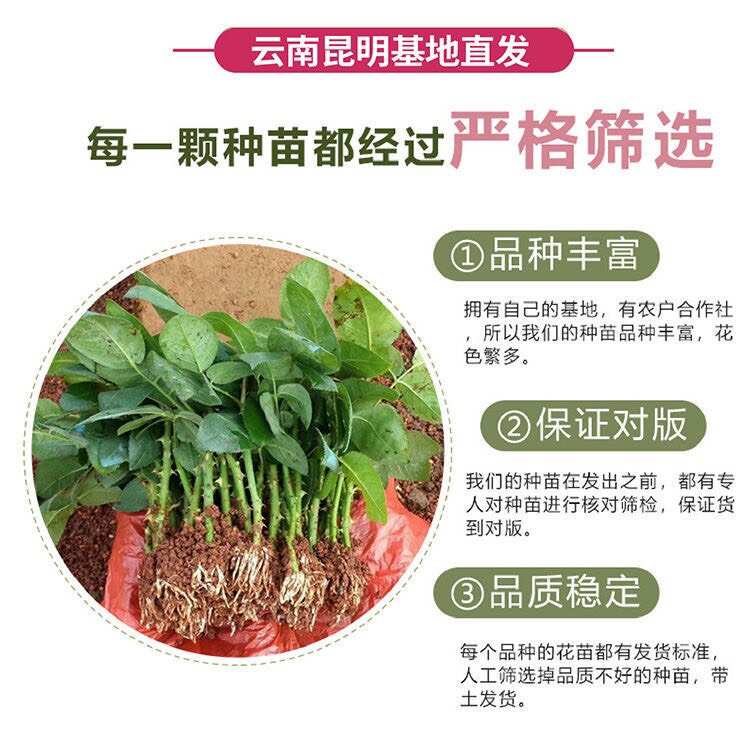 基地直供香槟色【蜜桃雪山】玫瑰苗鲜切花种苗大花品种四季开花