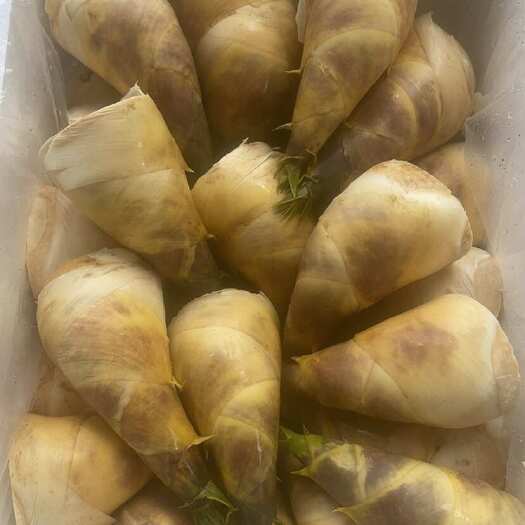 漳浦县马蹄笋绿竹笋精品产地直销现货供应新鲜