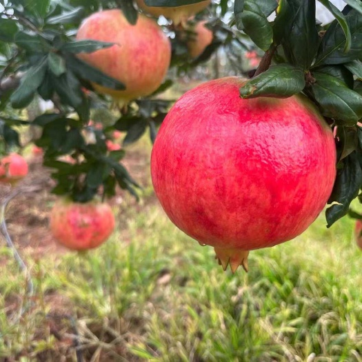 突尼斯软籽