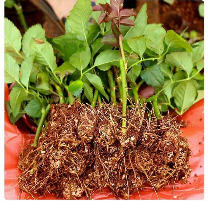 基地直供香槟色【蜜桃雪山】玫瑰苗鲜切花种苗大花品种四季开花