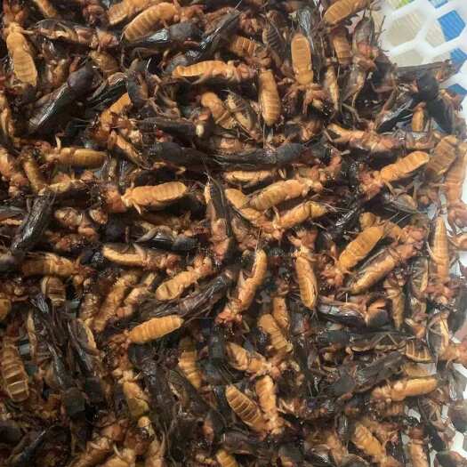 四平蝲蝲蛄，冻货，干货都有，价钱合理，量大优惠