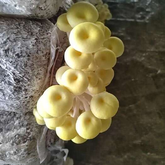 广南县鸡油菌
