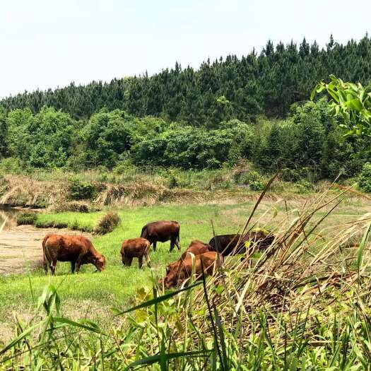 汨罗市土黄牛系列散养土牛、土杂牛，活牛及相关产品销售