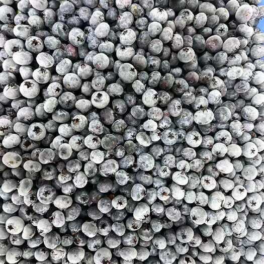 勐海县批发云南速冻蓝莓冻果大量现货