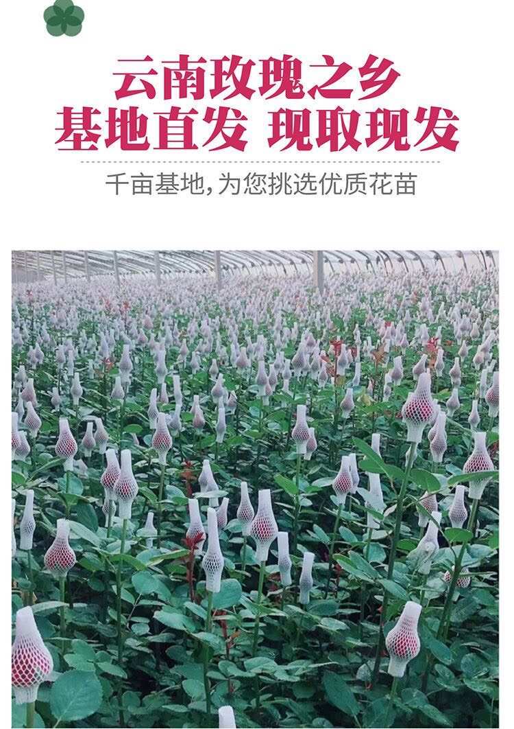 基地直供香槟色【蜜桃雪山】玫瑰苗鲜切花种苗大花品种四季开花