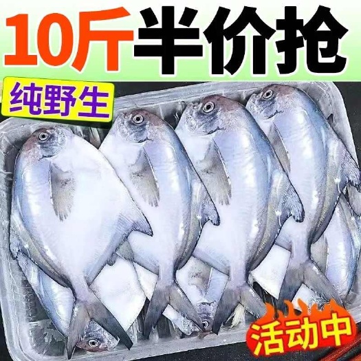 日照【国产海鲜】银鲳鱼海捕白鲳鱼平鱼扁鱼新鲜冷冻海鲜水产批发