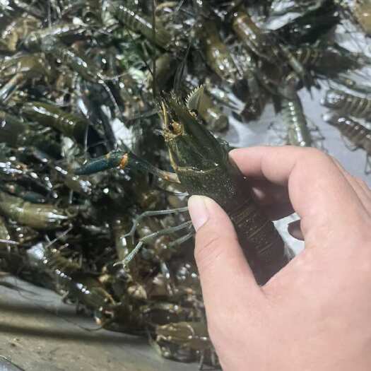 海口海南本地澳龙