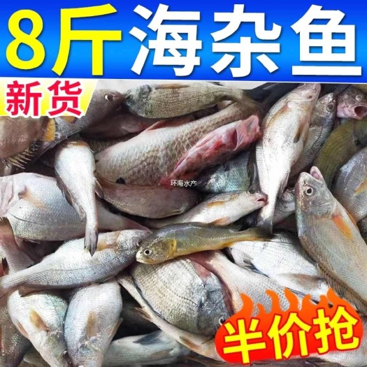 日照海杂鱼新鲜深海鱼大杂烩海鲜水产小黄鱼鲳鱼批发