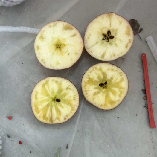 鲁甸县红露苹果