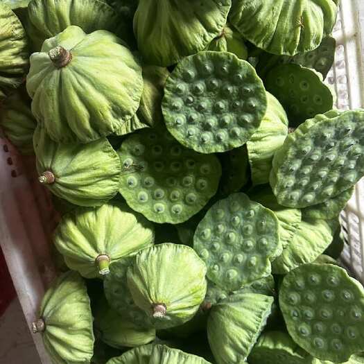 莲蓬 8cm以上 白莲 现货