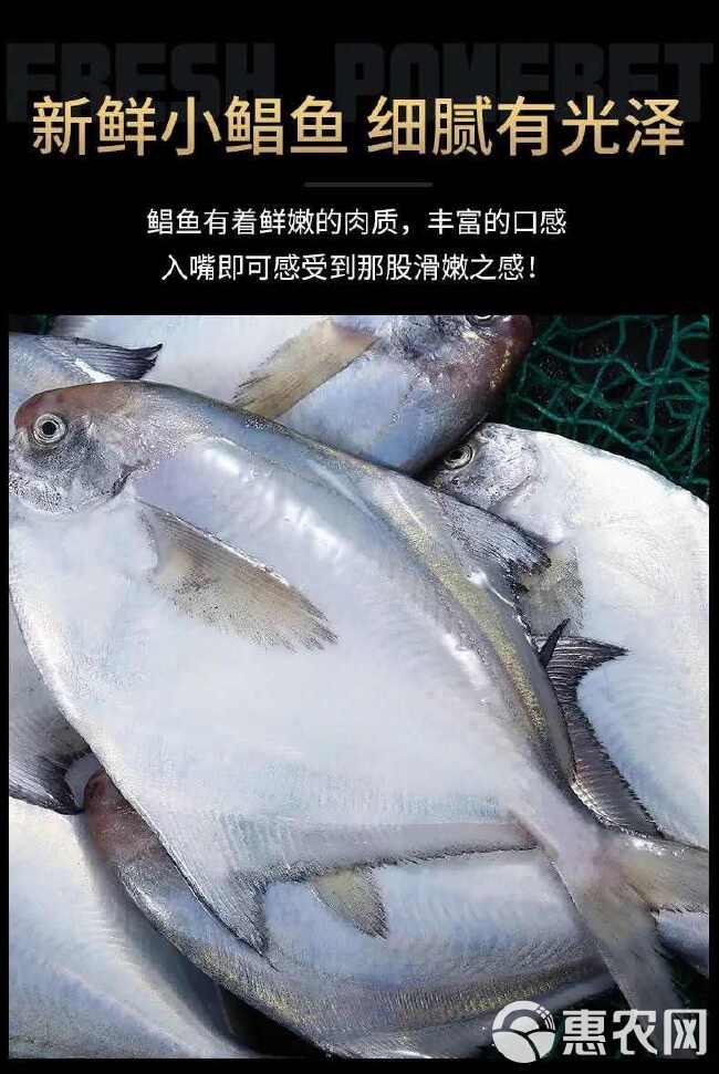 【国产海鲜】银鲳鱼海捕白鲳鱼平鱼扁鱼新鲜冷冻海鲜水产批发