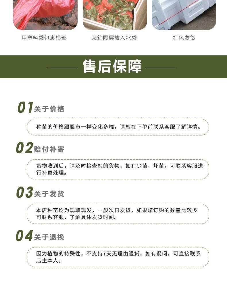 基地直供香槟色【蜜桃雪山】玫瑰苗鲜切花种苗大花品种四季开花