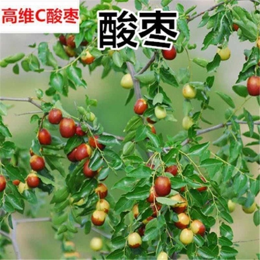 滦平县山酸枣 纯野生