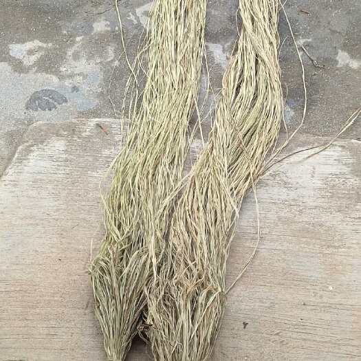 无为市苎麻    产地直发 保质保量