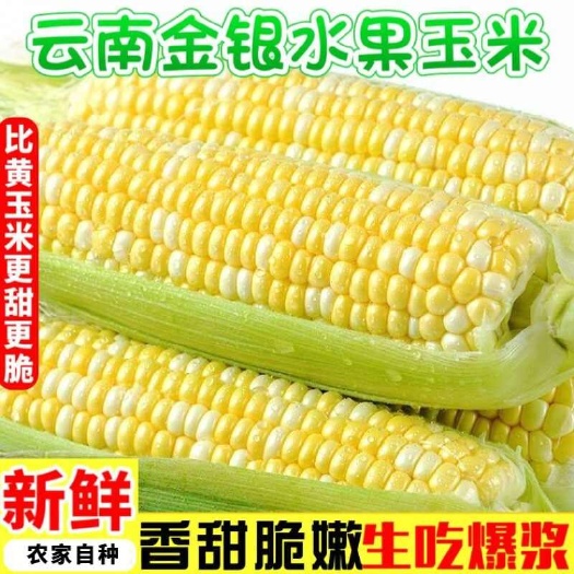 全年供应云南新鲜水果玉米金银玉米 花超 生吃甜脆爆汁一件代发