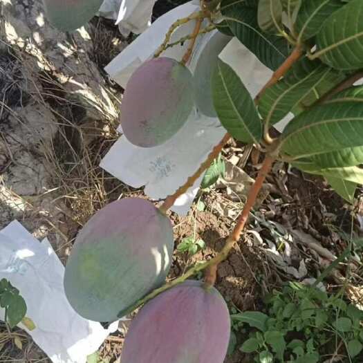 华坪县凯特芒  大量上市