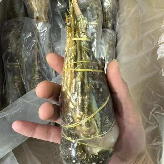 上海干冰小青龙100/200/300/400/500