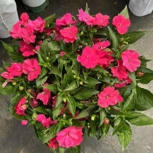 昆明1.5加仑桑蓓斯凤仙花
