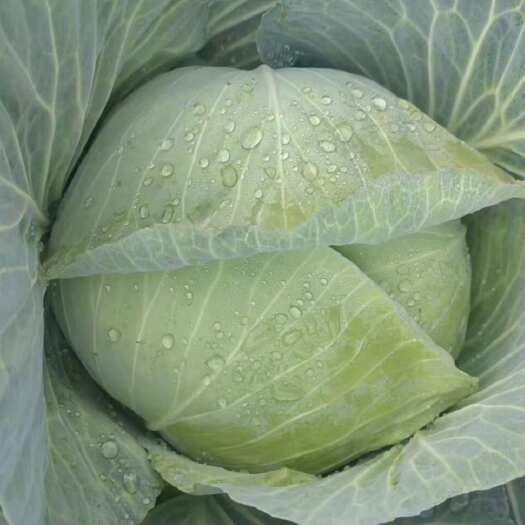 奉节包菜