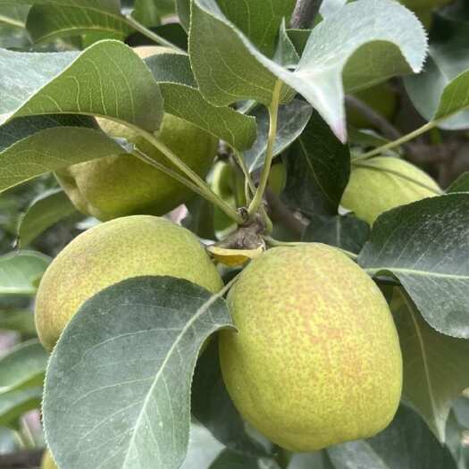 长沙新疆库尔勒香梨