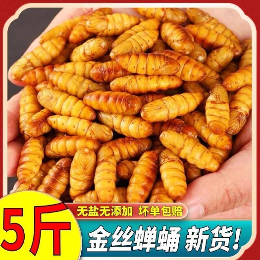 【批发价】金丝蚕蛹新鲜山东农家特产黄金蛹高蛋白蚕蛹一整箱
