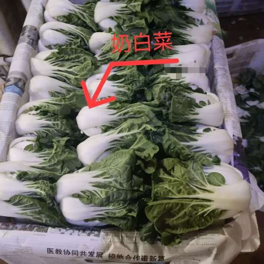 奶白菜