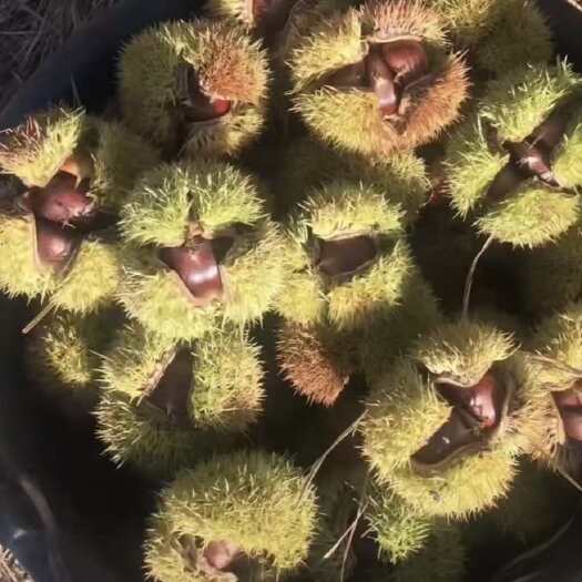 板栗