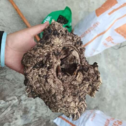 鹤庆县虎掌菌干片