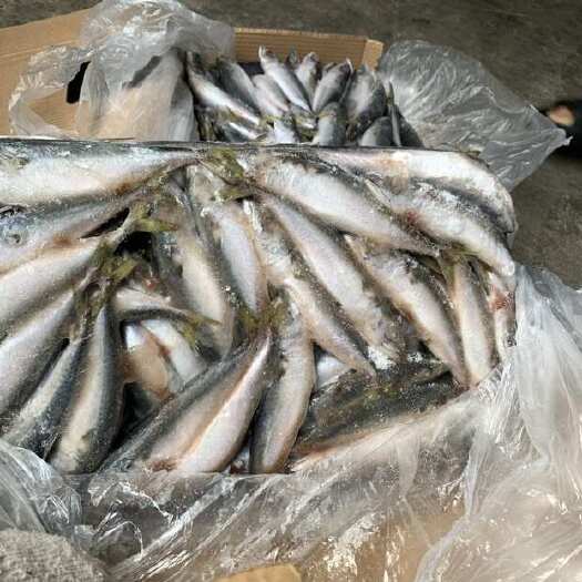 诏安县巴浪鱼（花仙鱼）