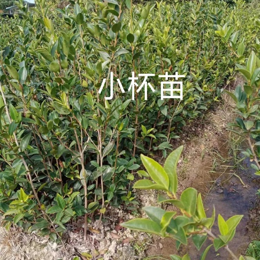 湖南湘林系列嫁接油茶苗.油茶树苗.茶籽树苗产地直供全国包邮